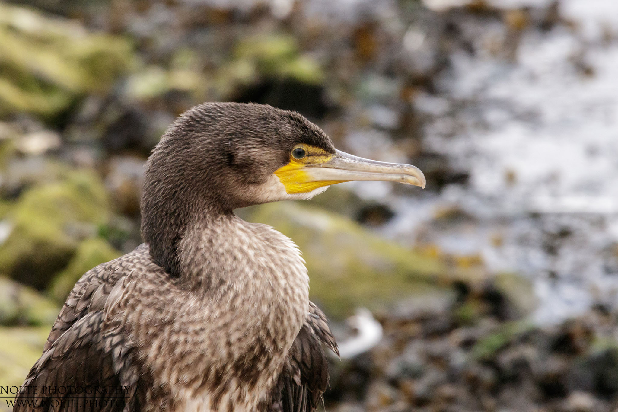 Kormoran (Phalacrocorax carbo)